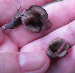 Craterellus