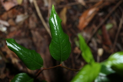 Celastrus subspicatus