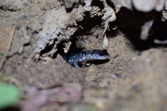 Plethodon cylindraceus