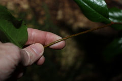 Celastrus subspicatus