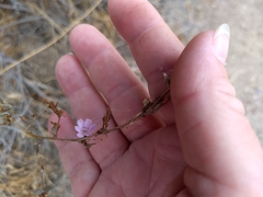 Stephanomeria exigua