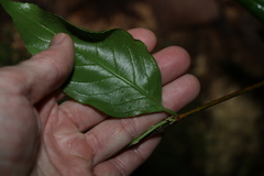 Celastrus subspicatus