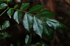 Pararchidendron pruinosum