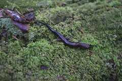 Desmognathus orestes