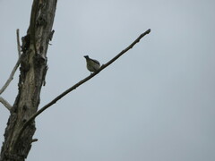 Pachycephala pectoralis