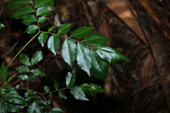 Pararchidendron pruinosum