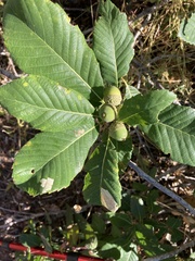 Quercus sadleriana