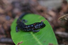 Plethodon cylindraceus