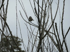 Pachycephala pectoralis
