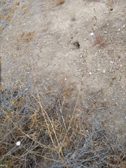 Stephanomeria exigua