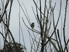 Pachycephala pectoralis