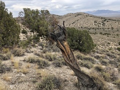 Juniperus osteosperma
