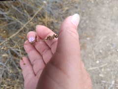 Stephanomeria exigua