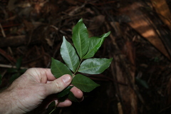 Pararchidendron pruinosum