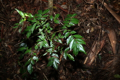 Pararchidendron pruinosum