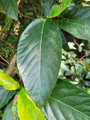 Ficus benguetensis