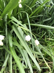 Leucojum aestivum