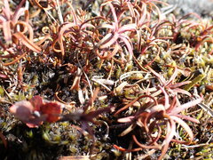 Dracophyllum recurvum