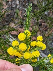Acacia brunioides