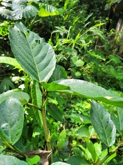 Ficus benguetensis