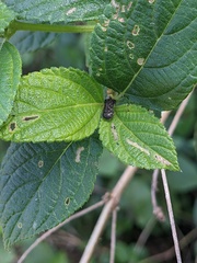 Octotoma scabripennis