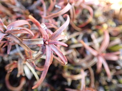 Dracophyllum recurvum