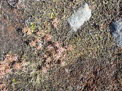 Dracophyllum recurvum