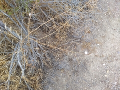 Stephanomeria exigua