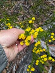 Acacia brunioides