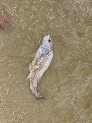 Sciaenops ocellatus