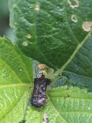 Octotoma scabripennis