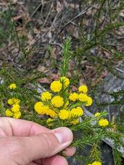 Acacia brunioides