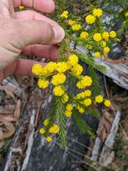 Acacia brunioides
