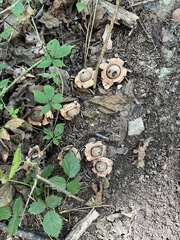 Geastrum triplex