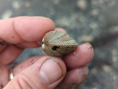 Cardiidae