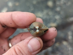 Cardiidae