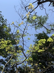 Ceiba erianthos
