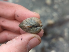 Cardiidae