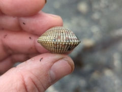 Cardiidae