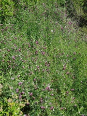 Vicia benghalensis