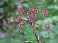 Angelica gigas