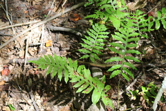 Woodwardia areolata