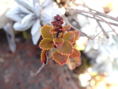 Gaultheria colensoi