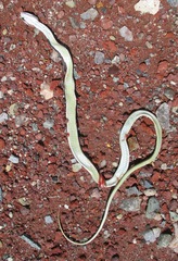 Masticophis taeniatus