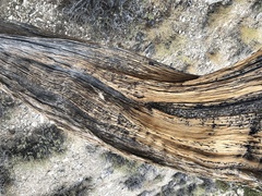 Juniperus osteosperma