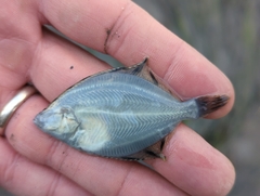 Platichthys stellatus