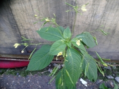 Impatiens parviflora