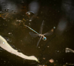 Hemicordulia australiae