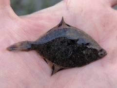 Platichthys stellatus