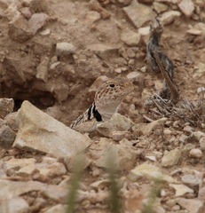 Crotaphytus bicinctores